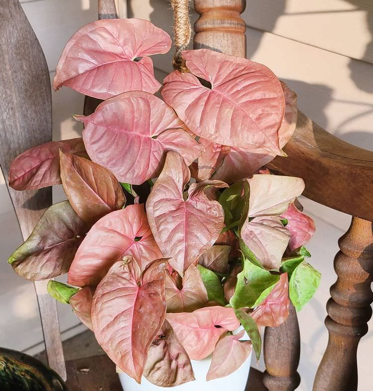 Syngonium podophyllum 'Pink'